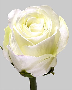 Rose Dutchess Bud 8" White