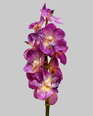 Vanda Orchid 21" Deep Purple