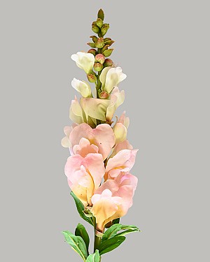Snapdragon 23" Light Pink