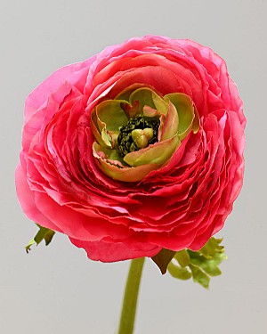 Ranunculus 22" Pink