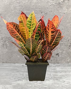 Croton