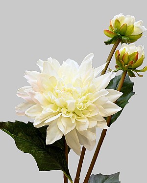 Dahlia 22.5" White