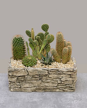 Cactus Canyon