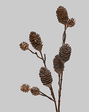 Pinecone Spray 28" Whitewash 
