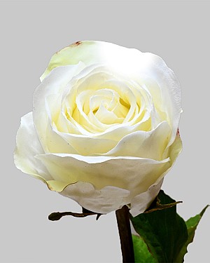 Rose Dutchess Bud 19.5" White