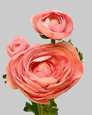 Ranunculus 22.5" Salmon