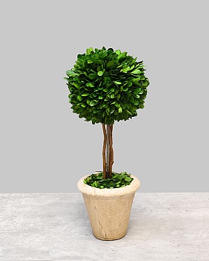 Single Ball Boxwood Topiary with Pot 16"H