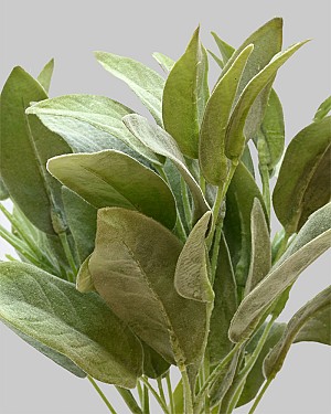 Salvia Miller Bundle 13" Light Green