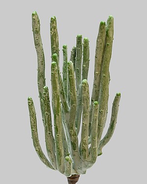 Cactus Stick 10" Green