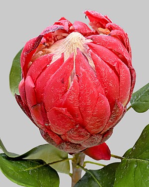 Protea 32" Mauve