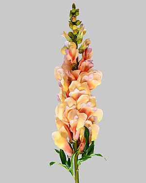 Snapdragon 30" Yellow/Purple