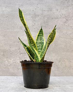 Sansevieria Laurentii
