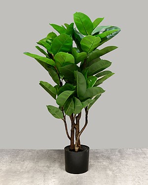 Rubber Tree 36"H