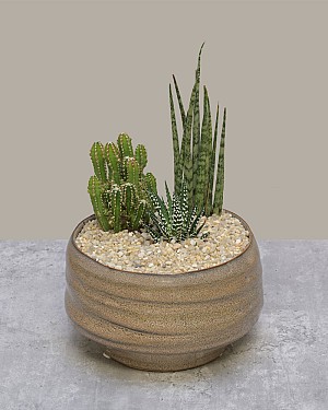 Desert Harmony