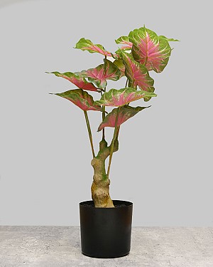 Caladium Leaf Tree 20"H