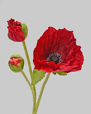 Poppy 22.5" Red