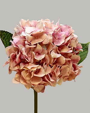 Hydrangea 18" (7" Bloom) Pink/Cream