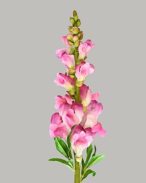 Snapdragon 23" Fuchsia