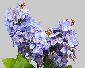 Lilac