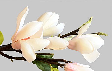 Magnolia Branch