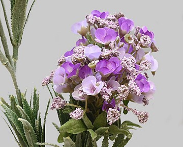 Mountain Laurel
