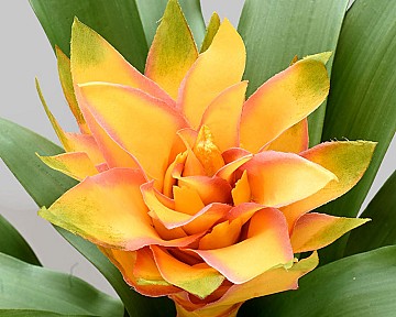 Bromeliad