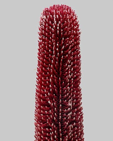 Banksia