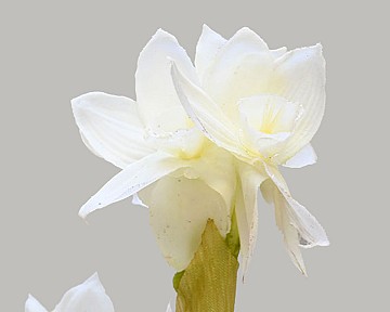 Paperwhite