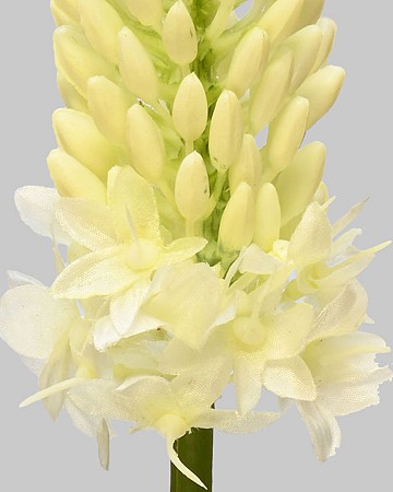 Foxtail Lily