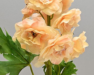 Delphinium