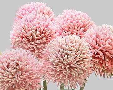 Thistle