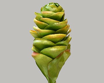 Ginger Cone