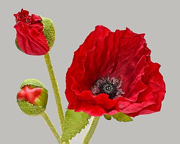 Poppy
