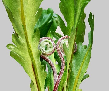 Fern