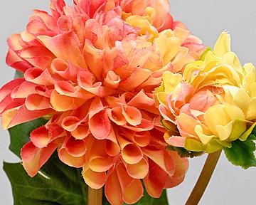 Dahlia