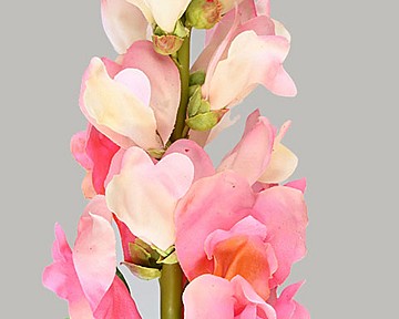 Snapdragon