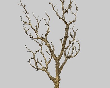 Twig Branch