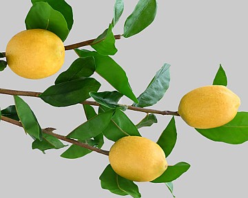 Fruit Branch