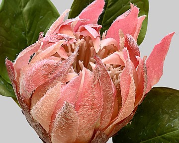 Protea