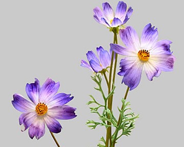 Cosmos