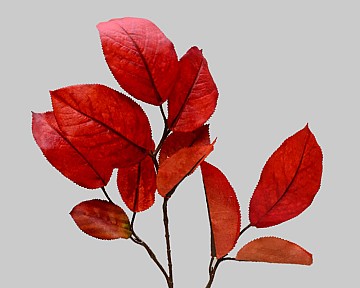 Fall Leaf Branch