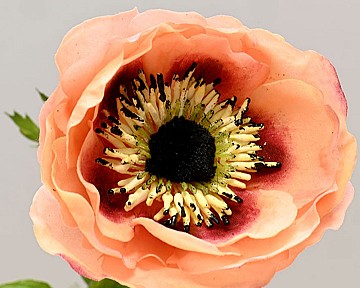 Anemone