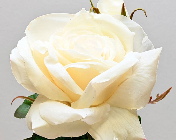 Roses4