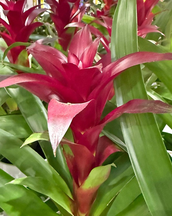 Red-Bromelaid1
