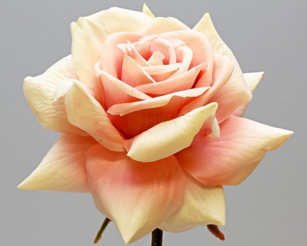 Roses2