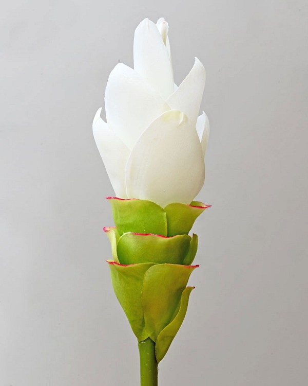 Ginger-Cone4