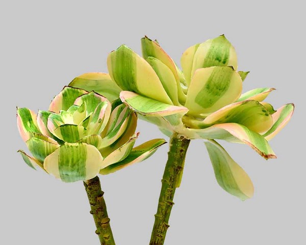 Succulent-4