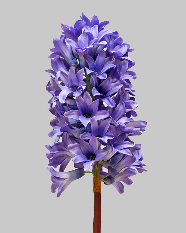 Hyacinth 