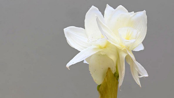 Paperwhite