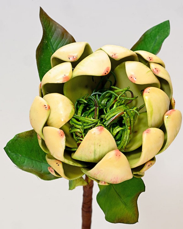 Artichoke